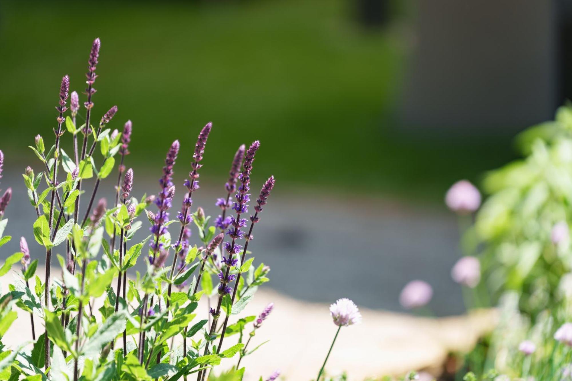Les Jardins D'Anais Ξενοδοχείο Λουξεμβούργο Εξωτερικό φωτογραφία